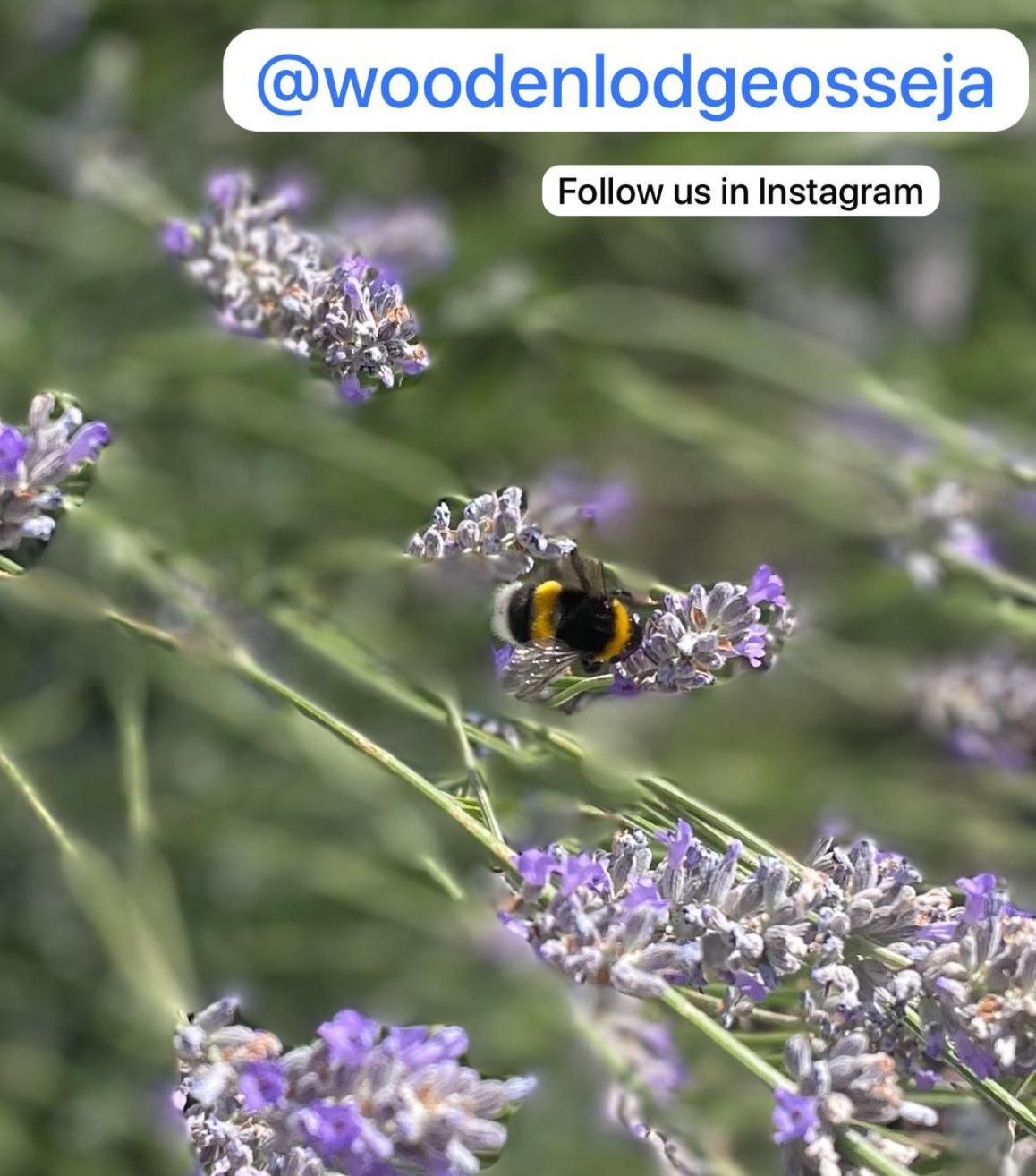 Wooden Lodge 오세야 외부 사진